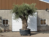 Olijfboom portugal xxl - olea europaea - ca. 350 jaar oud - hoogte ca. 350 cm