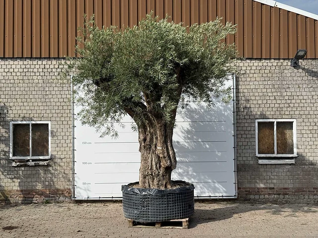 Olijfboom portugal xxl - olea europaea - ca. 350 jaar oud - hoogte ca. 350 cm - afbeelding 3 van  10