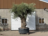 Olijfboom portugal xxl - olea europaea - ca. 350 jaar oud - hoogte ca. 350 cm - afbeelding 3 van  10