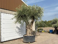 Olijfboom portugal xxl - olea europaea - ca. 350 jaar oud - hoogte ca. 350 cm - afbeelding 6 van  10