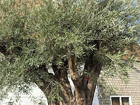 Olijfboom portugal xxl - olea europaea - ca. 350 jaar oud - hoogte ca. 350 cm - afbeelding 8 van  10