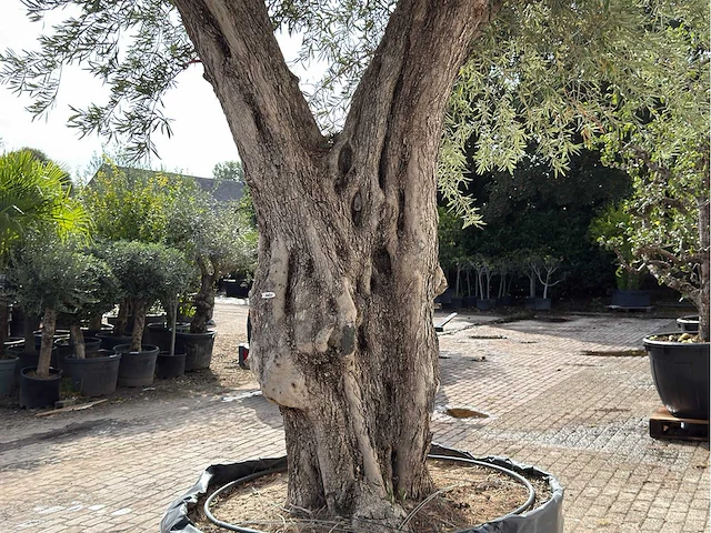 Olijfboom portugal xxl - olea europaea - ca. 350 jaar oud - hoogte ca. 350 cm - afbeelding 10 van  10