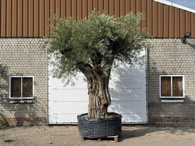 Olijfboom portugal xxl - olea europaea - ca. 350 jaar oud - hoogte ca. 370 cm - afbeelding 1 van  10