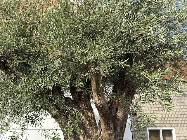 Olijfboom portugal xxl - olea europaea - ca. 350 jaar oud - hoogte ca. 370 cm - afbeelding 8 van  10