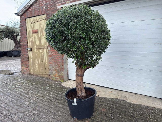Olijfboom ronde bol l - olea europaea - hoogte 170 cm - afbeelding 1 van  4