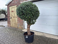 Olijfboom ronde bol l - olea europaea - hoogte 170 cm - afbeelding 1 van  4