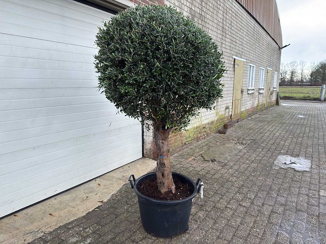 Olijfboom ronde bol l - olea europaea - hoogte 170 cm - afbeelding 2 van  4