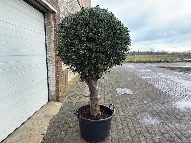 Olijfboom ronde bol l - olea europaea - hoogte 170 cm - afbeelding 3 van  4