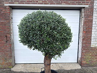 Olijfboom ronde bol l - olea europaea - hoogte 170 cm - afbeelding 4 van  4
