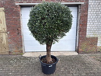 Olijfboom ronde bol l - olea europaea - hoogte 170 cm - afbeelding 1 van  8