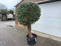 Olijfboom ronde bol l - olea europaea - hoogte 170 cm - afbeelding 2 van  8