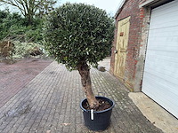 Olijfboom ronde bol l - olea europaea - hoogte 170 cm - afbeelding 3 van  8