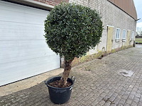 Olijfboom ronde bol l - olea europaea - hoogte 170 cm - afbeelding 4 van  8