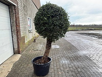 Olijfboom ronde bol l - olea europaea - hoogte 170 cm - afbeelding 5 van  8