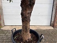 Olijfboom ronde bol l - olea europaea - hoogte 170 cm - afbeelding 6 van  8