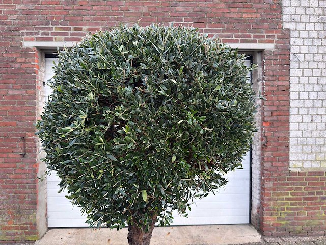 Olijfboom ronde bol l - olea europaea - hoogte 170 cm - afbeelding 7 van  8