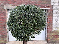 Olijfboom ronde bol l - olea europaea - hoogte 170 cm - afbeelding 7 van  8
