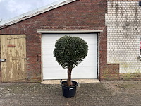 Olijfboom ronde bol l - olea europaea - hoogte 170 cm - afbeelding 8 van  8