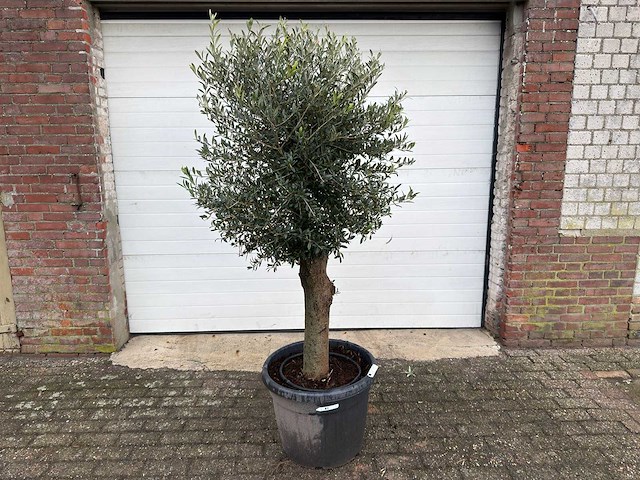Olijfboom ronde bol l - olea europaea - hoogte 170 cm - afbeelding 1 van  6