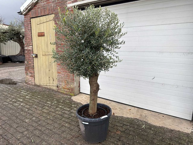 Olijfboom ronde bol l - olea europaea - hoogte 170 cm - afbeelding 2 van  6