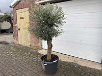 Olijfboom ronde bol l - olea europaea - hoogte 170 cm - afbeelding 2 van  6