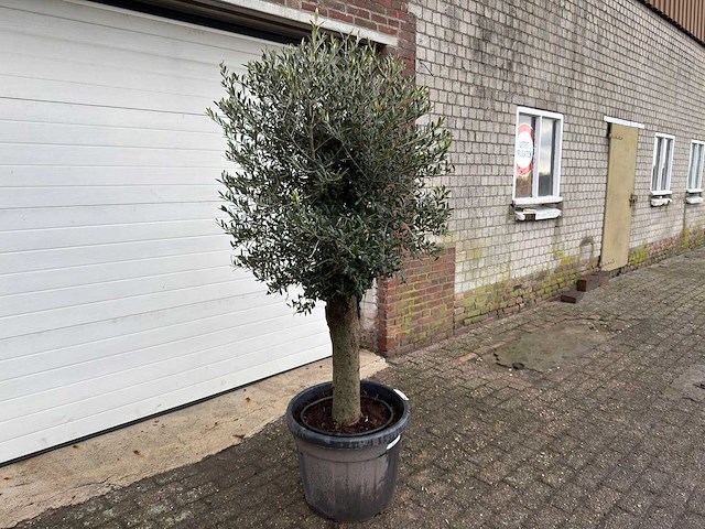 Olijfboom ronde bol l - olea europaea - hoogte 170 cm - afbeelding 3 van  6