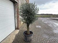 Olijfboom ronde bol l - olea europaea - hoogte 170 cm - afbeelding 4 van  6