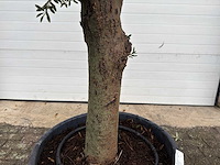 Olijfboom ronde bol l - olea europaea - hoogte 170 cm - afbeelding 5 van  6