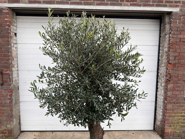 Olijfboom ronde bol l - olea europaea - hoogte 170 cm - afbeelding 6 van  6
