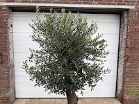 Olijfboom ronde bol l - olea europaea - hoogte 170 cm - afbeelding 6 van  6