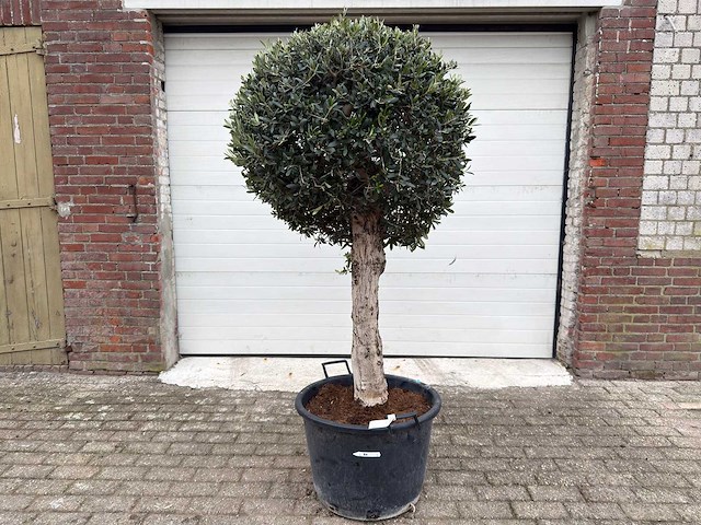 Olijfboom ronde bol l - olea europaea - hoogte 200 cm - afbeelding 5 van  7