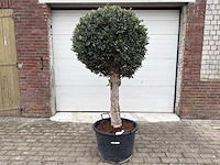 Olijfboom ronde bol l - olea europaea - hoogte 200 cm