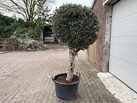 Olijfboom ronde bol l - olea europaea - hoogte 200 cm - afbeelding 1 van  7