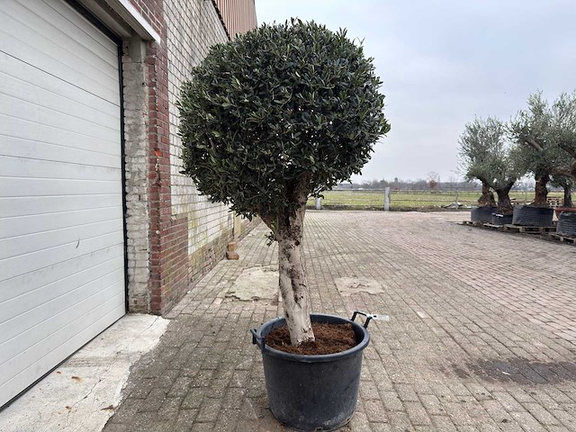 Olijfboom ronde bol l - olea europaea - hoogte 200 cm - afbeelding 7 van  7