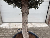Olijfboom ronde bol l - olea europaea - hoogte 200 cm - afbeelding 2 van  7