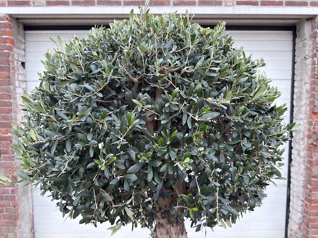 Olijfboom ronde bol l - olea europaea - hoogte 200 cm - afbeelding 6 van  7