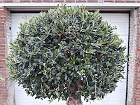 Olijfboom ronde bol l - olea europaea - hoogte 200 cm - afbeelding 6 van  7