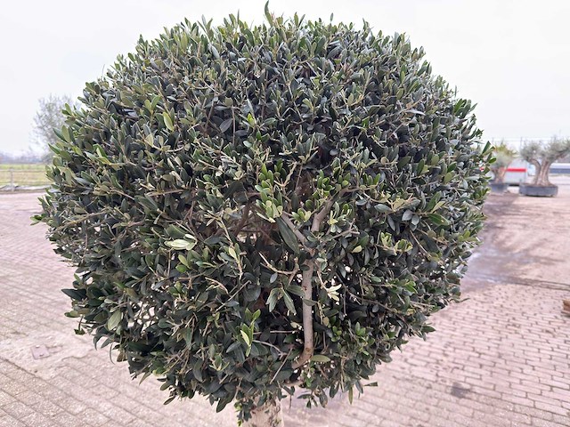 Olijfboom ronde bol l - olea europaea - hoogte 200 cm - afbeelding 3 van  7