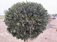 Olijfboom ronde bol l - olea europaea - hoogte 200 cm - afbeelding 3 van  7