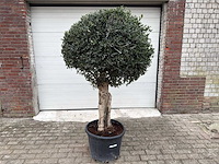 Olijfboom ronde bol l - olea europaea - hoogte 200 cm