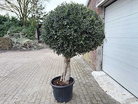 Olijfboom ronde bol l - olea europaea - hoogte 200 cm - afbeelding 2 van  7