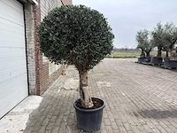 Olijfboom ronde bol l - olea europaea - hoogte 200 cm - afbeelding 3 van  7