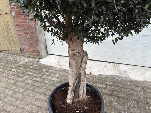 Olijfboom ronde bol l - olea europaea - hoogte 200 cm - afbeelding 4 van  7