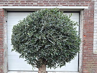 Olijfboom ronde bol l - olea europaea - hoogte 200 cm - afbeelding 7 van  7