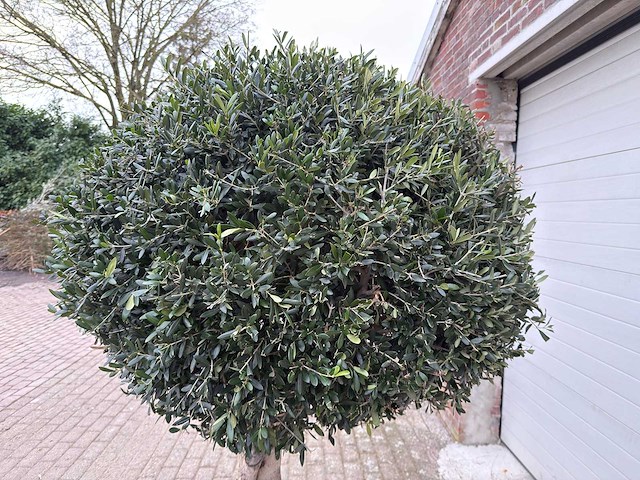 Olijfboom ronde bol l - olea europaea - hoogte 200 cm - afbeelding 5 van  7