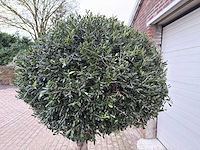 Olijfboom ronde bol l - olea europaea - hoogte 200 cm - afbeelding 5 van  7