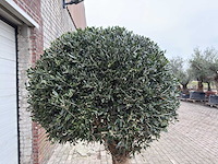 Olijfboom ronde bol l - olea europaea - hoogte 200 cm - afbeelding 6 van  7