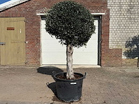 Olijfboom ronde bol l - olea europaea - hoogte ca. 200 cm - afbeelding 1 van  5