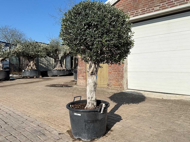 Olijfboom ronde bol l - olea europaea - hoogte ca. 200 cm - afbeelding 2 van  5