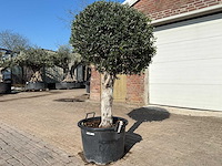 Olijfboom ronde bol l - olea europaea - hoogte ca. 200 cm - afbeelding 2 van  5